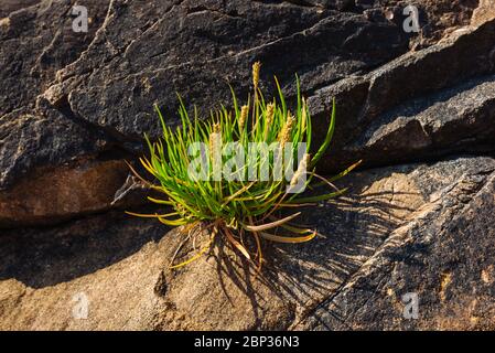 Sea plantain (Plantago maritima) growing on a rocky bluff near Rennell Sound, Haida Gwaii, British Columbia Stock Photo