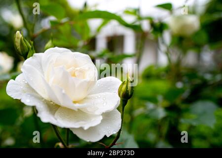 A white rose in full bloom along the Rose Garden of the White House May 3, 2020 in Washington, D.C. Stock Photo