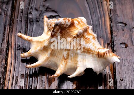 Big sea shell isolated on a wet wooden background (wooden table). White Sea shell. Close-up. Brown wood Stock Photo