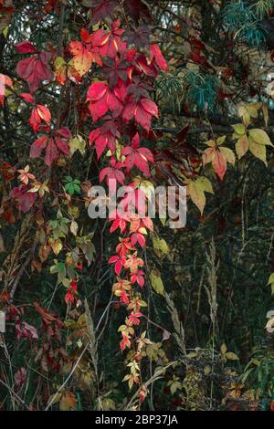 Close-up and background of bright red and green leaves of wild wine in autumn growing up in the forest. Stock Photo
