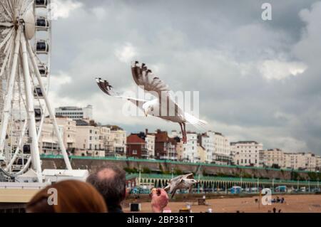 Tourists feeding seagulls at the Brighton Pier seafront on dull summer day in Brighton, United Kingdom as of 2012 Stock Photo