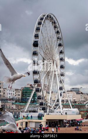 Seagulls and the Brighton Wheel at the Brighton seafront as seen in the summer of 2012 on dull day in Brighton, United Kingdom Stock Photo