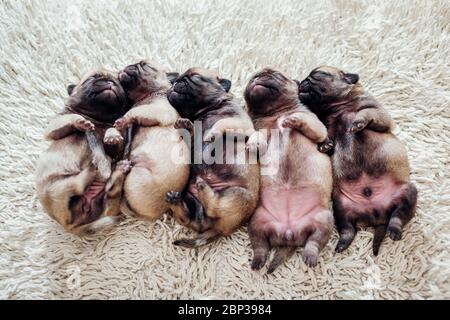 Five pug dog puppies sleeping on carpet at home. Little puppies lying together on their backs Stock Photo
