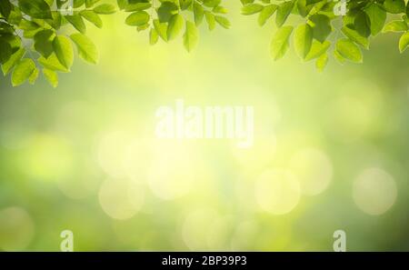Leaf background bokeh blur green background Stock Photo