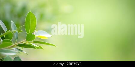 Leaf background bokeh blur green background Stock Photo