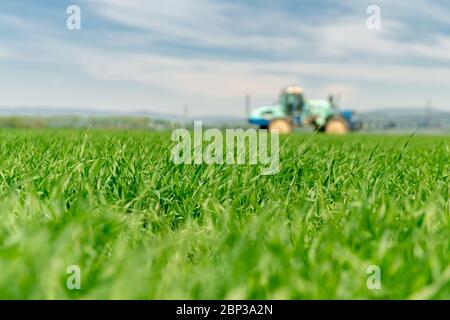 field with grass for cattle. Tractor fertilizing a field in the background, blurred. copy space Stock Photo