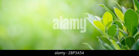 Leaf background bokeh blur green background Stock Photo