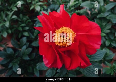 Beautiful fresh scarlet red peony flower in full bloom in the garden.