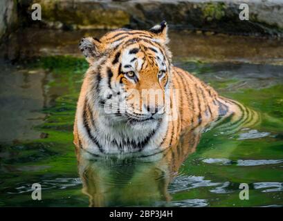 Close up portrait of siberian tiger (panthera tigris altaica) in river water Stock Photo