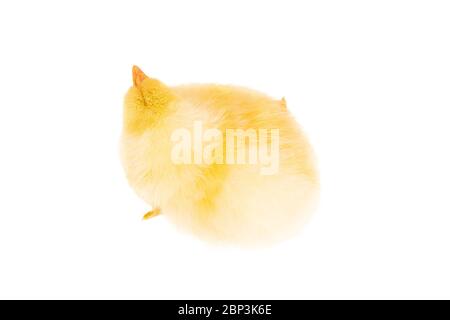 Little fluffy yellow chicken, top view, isolated on a white background Stock Photo