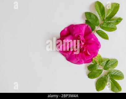 Full bloom of Rosa rugosa Roseraie de l'Hay. Stock Photo