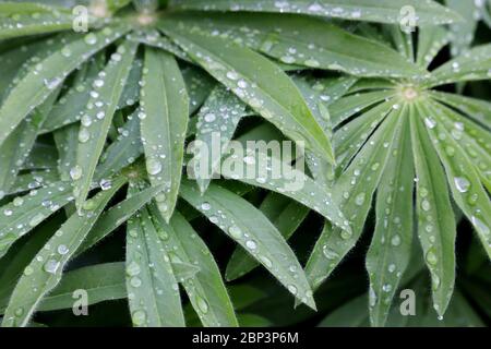 Dew on a green leaves of Lupine. Water drops on a grass, freshness concept, nature background Stock Photo