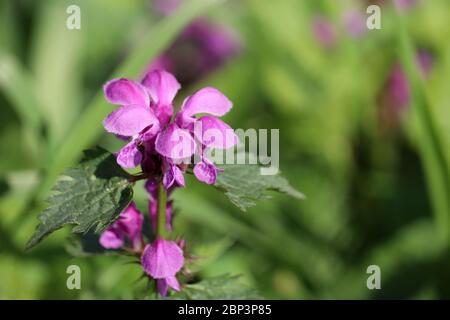 Deaf nettle blooming in a forest, Lamium purpureum. Spring purple flowers with leaves close up Stock Photo