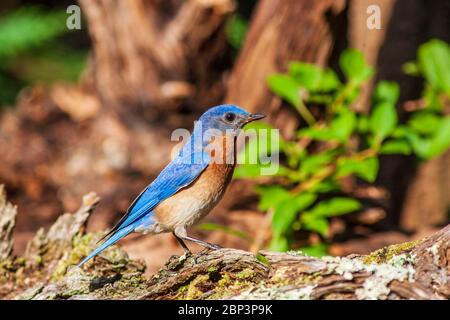 Eastern Bluebird, Sialia sialis, a medium-sized thrush, in McLeansville, North Carolina, in June. Stock Photo