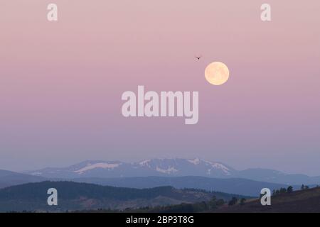 The Full Moon (Flower Moon) Setting Behind Lochnagar in the Scottish Highlands on 7th May 2020 Stock Photo
