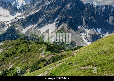 Bear Grazes Along Sahale Arm Trail on sunny summer day Stock Photo