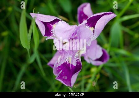 Beautiful violet Fleur De-lis flower, Iris blooming in the garden. Spring season flowers Stock Photo