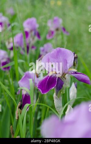 Beautiful violet Fleur De-lis flower, Iris blooming in the garden. Spring season flowers Stock Photo