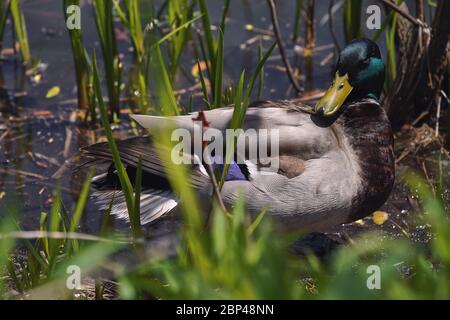 male mallard duck in pond resting among green water plants Stock Photo