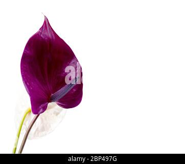 Beautiful pair of purple and pink Anthurium flowers isolated on white background. Trendy minimalistic background. Stock Photo