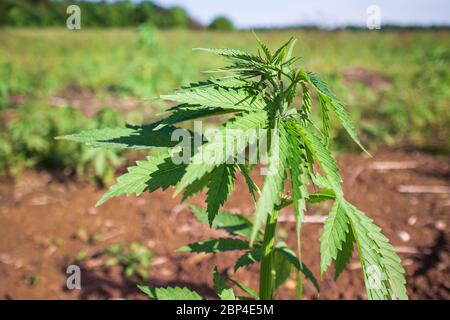 Young cannabis hemp plants growing in the farm field and moving in wind with sun shining. Stock Photo
