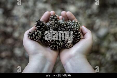 Collecting pine cones in nature for home decoration. Stock Photo