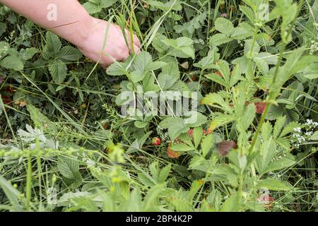 forest or meadow forest berries - ripe and fragrant strawberries and wild strawberries, manual harvests, selective focus Stock Photo