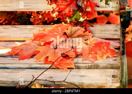 closeup of artificial maple leaves on wooden bench Stock Photo