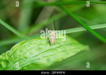 Dimorphic Jumping Spider on Leaf Stock Photo