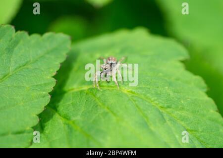 Dimorphic Jumping Spider on Leaf Stock Photo