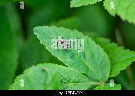Dimorphic Jumping Spider on Leaf Stock Photo