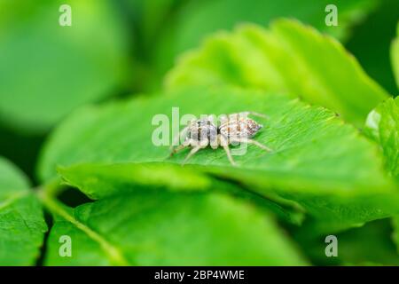 Dimorphic Jumping Spider on Leaf Stock Photo