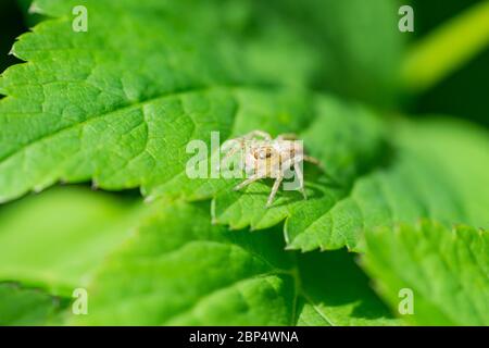 Dimorphic Jumping Spider on Leaf Stock Photo