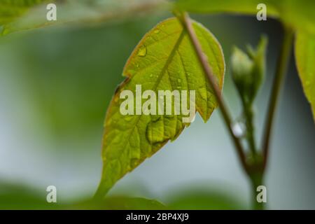 Rain on Box Elder Maple Leaves in Springtime Stock Photo