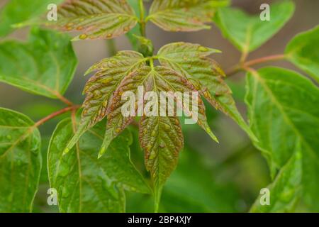 Rain on Box Elder Maple Leaves in Springtime Stock Photo