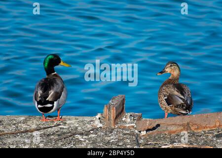 Mallard duck pair looking at each other. Two brightly colored male and female mallard ducks, anas platyrhynchos, standing on an a old dirty concrete i Stock Photo
