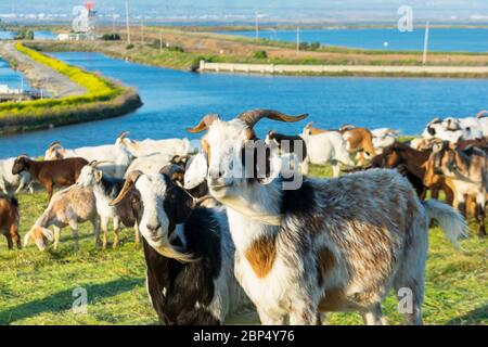 Head portrait of two adult male goats with beard and horns looking at camera. Blurred goat herd in background. Stock Photo