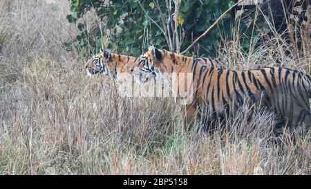 two tiger cubs stalking a gaur at tadoba tiger reserve Stock Photo