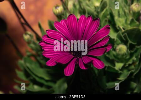 Details and different angles of violent daisies Stock Photo
