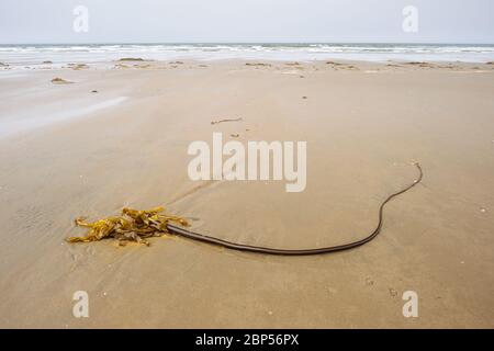 Nereocystis luetkeana (bull kelp) washed ashore in Naikoon Provincial Park, Haida Gwaii, British Columbia Stock Photo