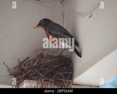 Robin with Chicks in Nest in Overhang Stock Photo