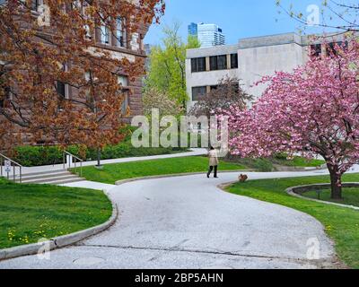 university campus with flowering crab apple tree Stock Photo