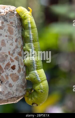 Oleander Hawk Moth Caterpillar (Daphnis nerii, Sphingidae) crawl on stone board of a table on garden, Thailand. Stock Photo