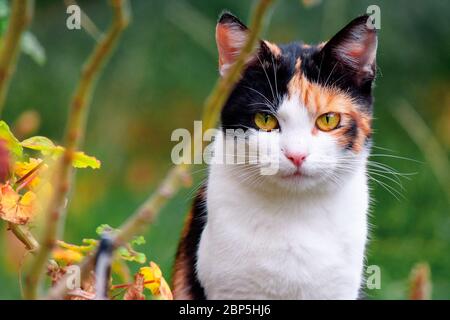 curious calico cat sitting outside. predator in the autumn garden Stock Photo