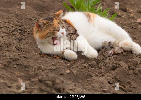 A cat with an open mouth in the garden Stock Photo