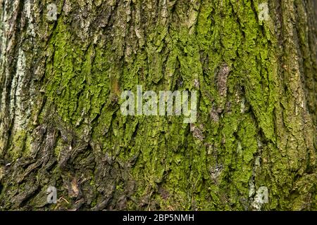 background - cracked bark of an old tree covered with pale green moss Stock Photo