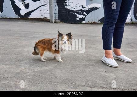 cute small chihuahua dog on a leash next to the feet of his female owner on the pavement Stock Photo