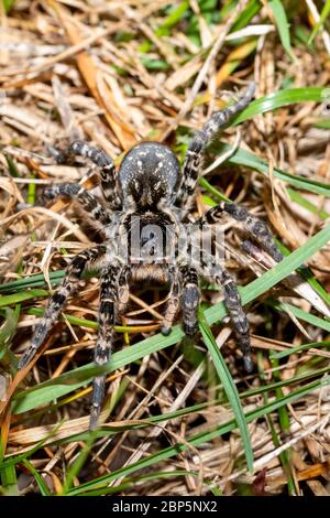 biggest european spider Geolycosa vultuosa, in natural habitat, Hortobagy National Park, Hungary puszta, Europe wildlife insect Stock Photo