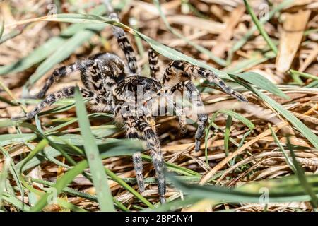 biggest european spider Geolycosa vultuosa, in natural habitat, Hortobagy National Park, Hungary puszta, Europe wildlife insect Stock Photo