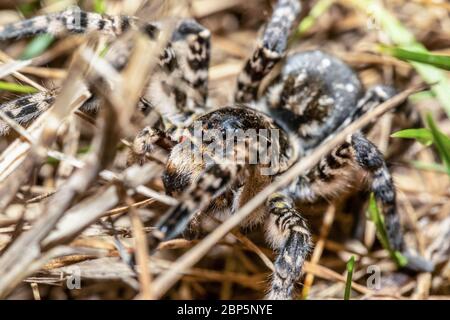 biggest european spider Geolycosa vultuosa, in natural habitat, Hortobagy National Park, Hungary puszta, Europe wildlife insect Stock Photo